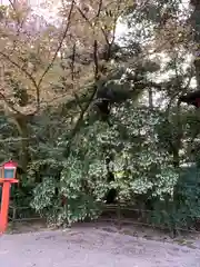 賀茂御祖神社（下鴨神社）(京都府)