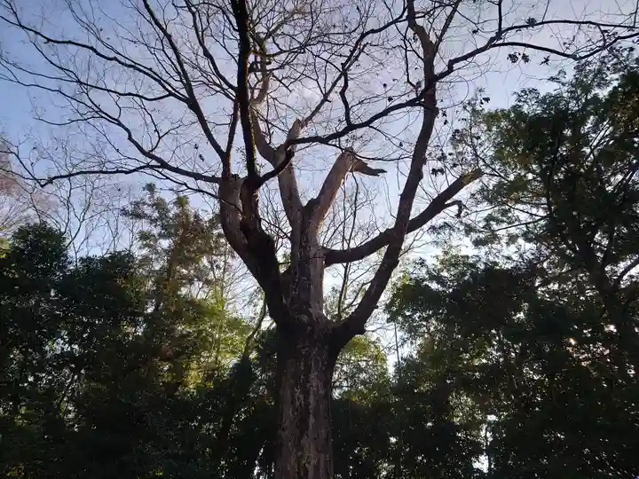 宇治上神社の自然
