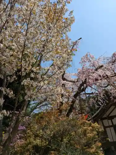 賀茂別雷神社（上賀茂神社）の自然