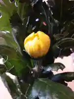 伏木香取神社の自然