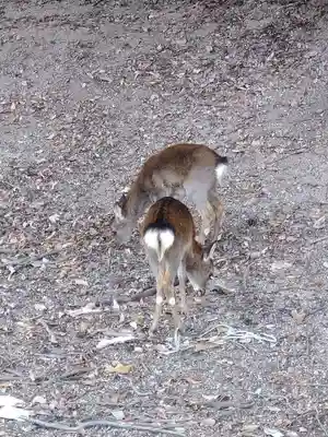 包ケ浦神社の動物