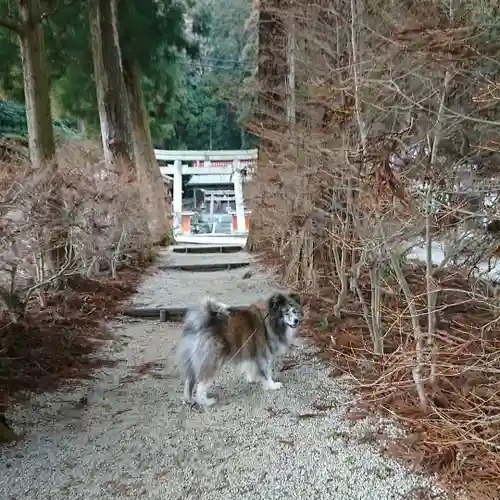 高天彦神社の動物