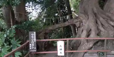 春日神社の自然