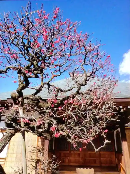 鳳林寺(東京都)