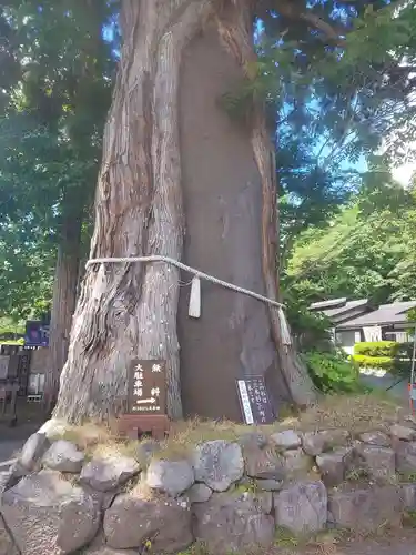 戸隠神社中社の自然
