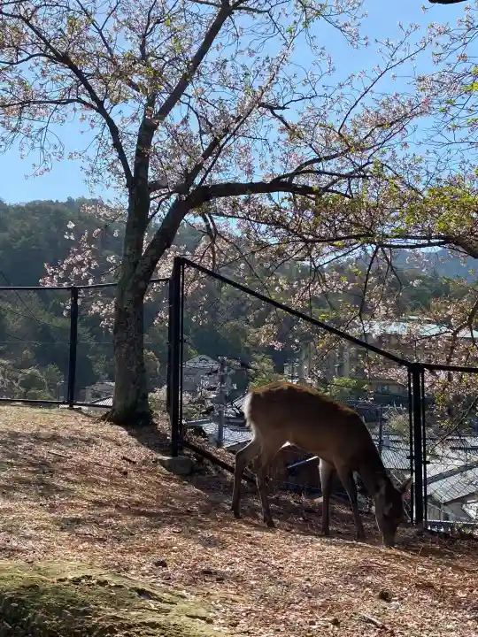 厳島神社の{uncategorized: "未分類", other: "その他", undefined: "問題あり", building: "その他建物", grave: "お墓", sacred_gate: "鳥居", guardian: "狛犬", statue: "像", buddha: "仏像", history: "歴史", nature: "自然", garden: "庭園", animal: "動物", pagoda: "塔", temizu: "手水舎", mountain_gate: "山門・神門", sanctuary: "本殿・本堂", subordinate: "末社・摂社", art: "芸術", scenery: "景色", jizo: "地蔵", ema: "絵馬", goshuin: "御朱印", omikuji: "おみくじ", items: "授与品その他", amulet: "お守り", goshuincho: "御朱印帳", eats: "食事", festival: "お祭り", votive_dance: "神楽", shichigosan: "七五三参", wedding: "結婚式", experience: "体験その他", initially: "初詣", around: "周辺", anti_infection: "感染症対策"}