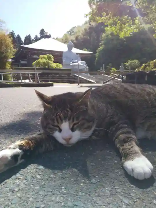 御誕生寺(猫寺)の動物