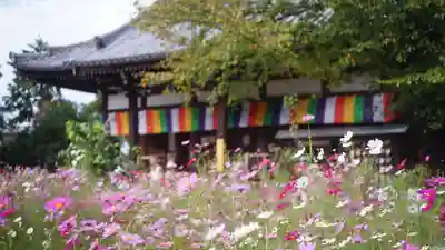般若寺 ❁﻿コスモス寺❁(奈良県)