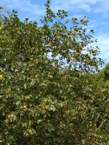 木華佐久耶比咩神社の自然