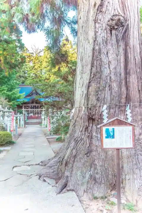 涼ケ岡八幡神社の自然