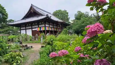 般若寺 ❁﻿コスモス寺❁(奈良県)