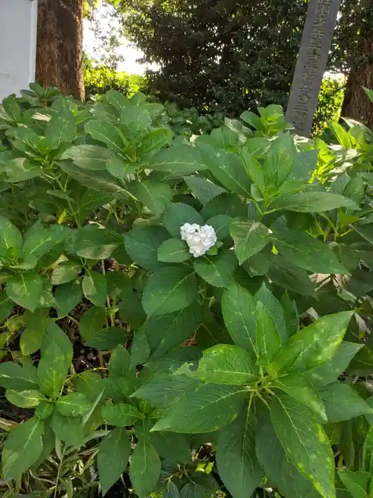 佐野原神社の自然