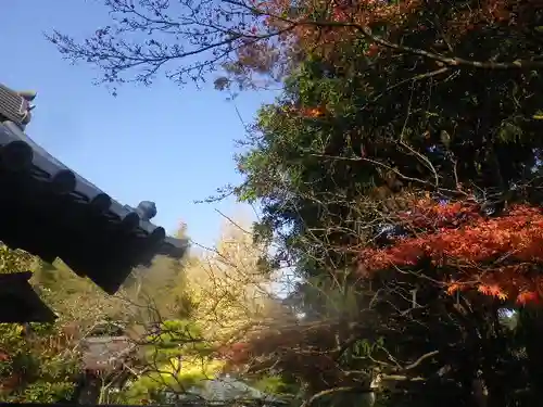 浄光明寺の自然