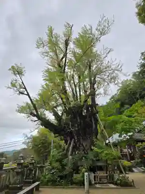葛城一言主神社(奈良県)