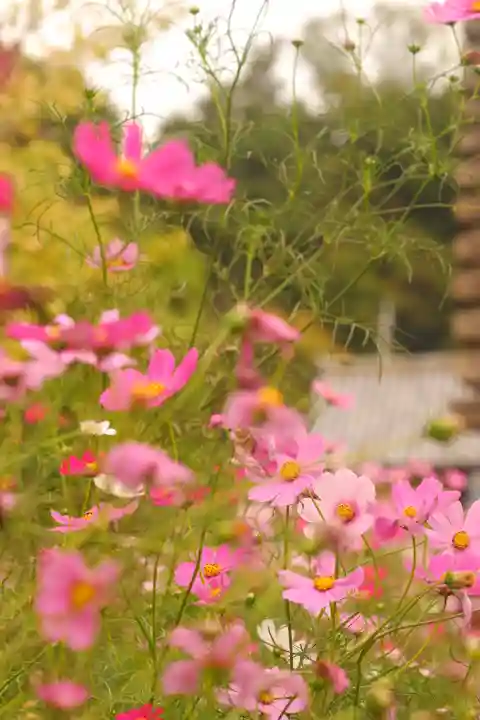 般若寺 ❁コスモス寺❁(奈良県)