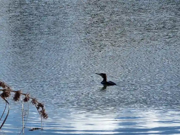 福祥寺(須磨寺)の動物