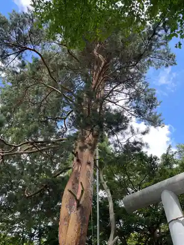 音江神社の自然