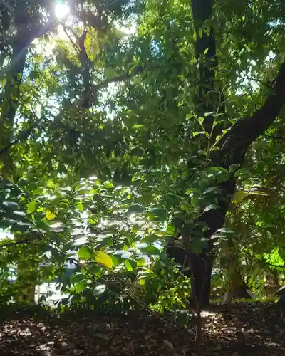 尾張大國霊神社（国府宮）の自然