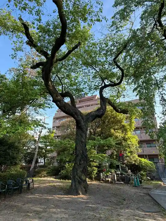 栽松院の{uncategorized: "未分類", other: "その他", undefined: "問題あり", building: "その他建物", grave: "お墓", sacred_gate: "鳥居", guardian: "狛犬", statue: "像", buddha: "仏像", history: "歴史", nature: "自然", garden: "庭園", animal: "動物", pagoda: "塔", temizu: "手水舎", mountain_gate: "山門・神門", sanctuary: "本殿・本堂", subordinate: "末社・摂社", art: "芸術", scenery: "景色", jizo: "地蔵", ema: "絵馬", goshuin: "御朱印", omikuji: "おみくじ", items: "授与品その他", amulet: "お守り", goshuincho: "御朱印帳", eats: "食事", festival: "お祭り", votive_dance: "神楽", shichigosan: "七五三参", wedding: "結婚式", experience: "体験その他", initially: "初詣", around: "周辺", anti_infection: "感染症対策"}