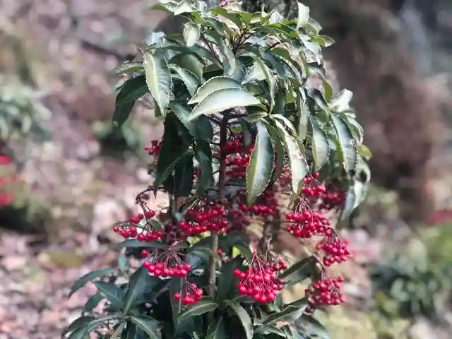 木舟山 順教寺の自然