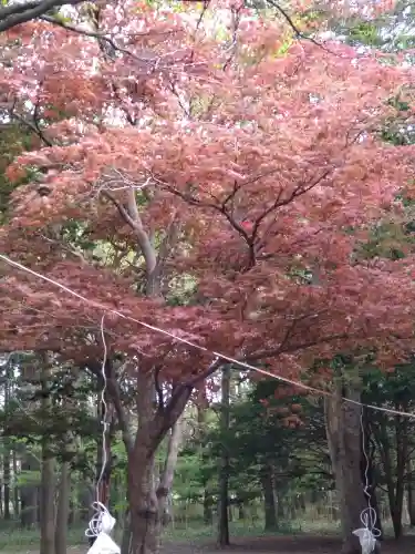 北海道神宮の{uncategorized: "未分類", other: "その他", undefined: "問題あり", building: "その他建物", grave: "お墓", sacred_gate: "鳥居", guardian: "狛犬", statue: "像", buddha: "仏像", history: "歴史", nature: "自然", garden: "庭園", animal: "動物", pagoda: "塔", temizu: "手水舎", mountain_gate: "山門・神門", sanctuary: "本殿・本堂", subordinate: "末社・摂社", art: "芸術", scenery: "景色", jizo: "地蔵", ema: "絵馬", goshuin: "御朱印", omikuji: "おみくじ", items: "授与品その他", amulet: "お守り", goshuincho: "御朱印帳", eats: "食事", festival: "お祭り", votive_dance: "神楽", shichigosan: "七五三参", wedding: "結婚式", experience: "体験その他", initially: "初詣", around: "周辺", anti_infection: "感染症対策"}