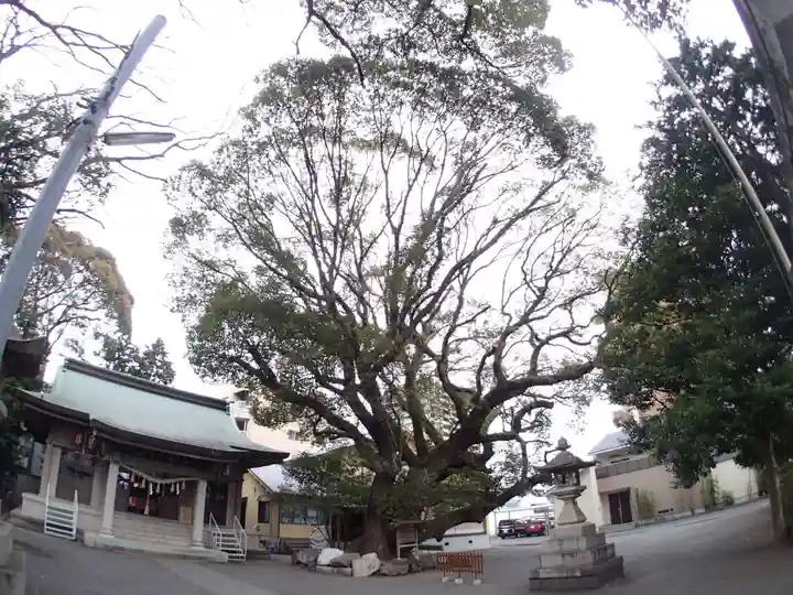 伊河麻神社の自然