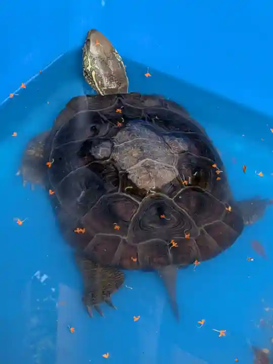 下谷神社(東京都)