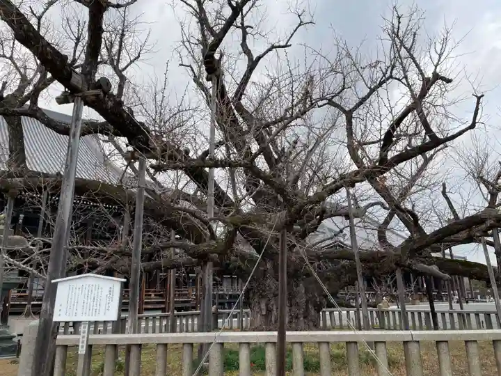 本願寺(西本願寺)(京都府)
