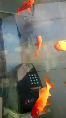 郡山八幡神社の動物