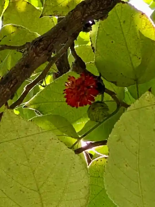 城南宮(京都府)