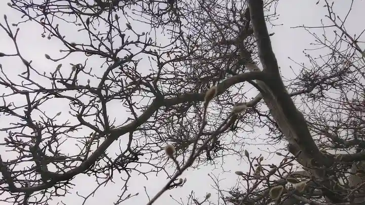 神明社(国府宮神明社)の自然
