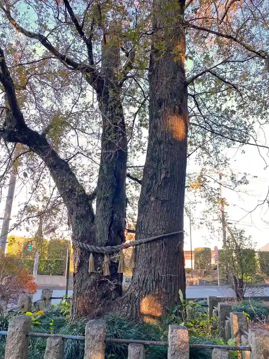 楡山神社の自然