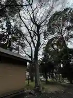 虎狛神社の自然