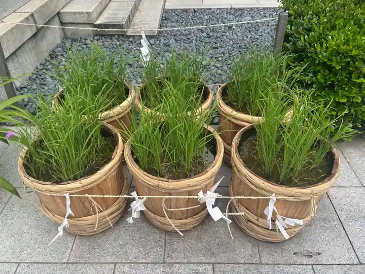 東京大神宮(東京都)