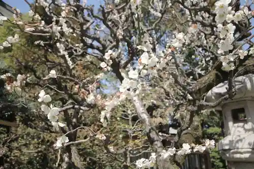 越ヶ谷久伊豆神社(埼玉県)
