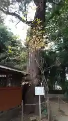 氷川神社の自然