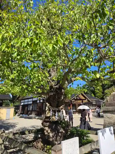 射水神社の自然