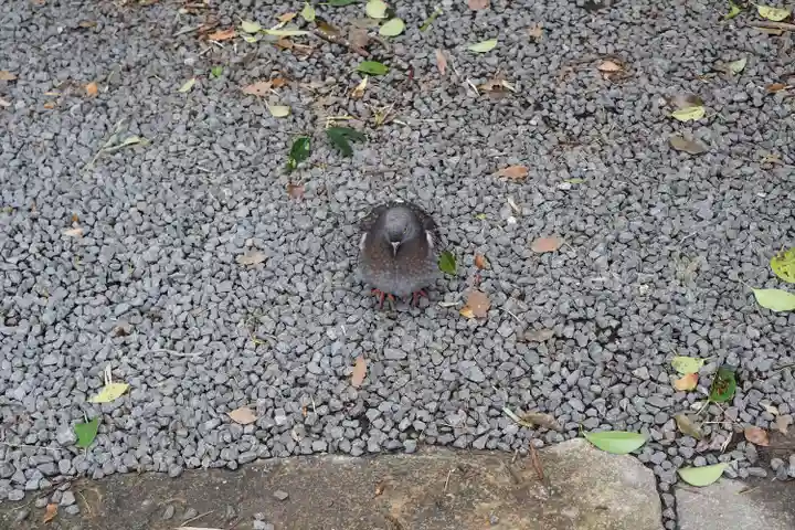 山王神社の動物