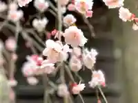 信濃國分寺の自然