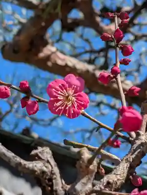 岡村天満宮(神奈川県)