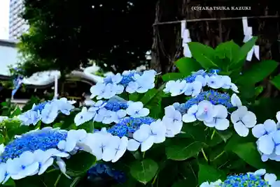 磐井神社(東京都)