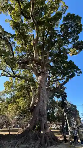 住吉神社(徳島県)