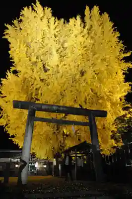 丹生酒殿神社の鳥居