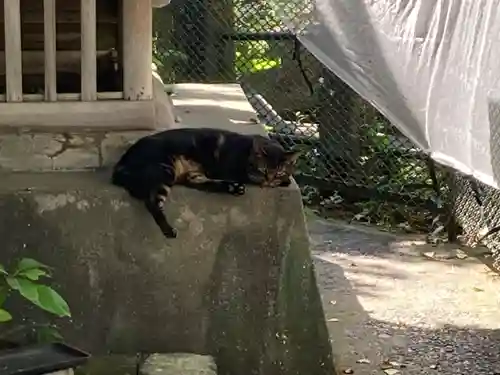 海南神社の動物