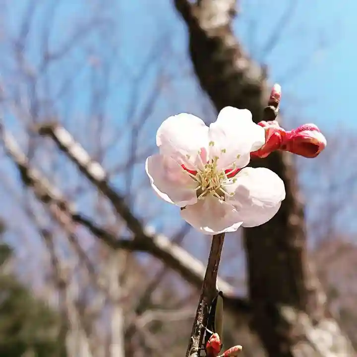 壽徳寺 じゅとくじの自然