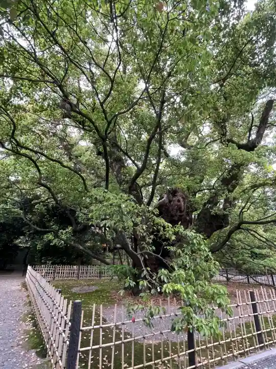 浜松八幡宮の{uncategorized: "未分類", other: "その他", undefined: "問題あり", building: "その他建物", grave: "お墓", sacred_gate: "鳥居", guardian: "狛犬", statue: "像", buddha: "仏像", history: "歴史", nature: "自然", garden: "庭園", animal: "動物", pagoda: "塔", temizu: "手水舎", mountain_gate: "山門・神門", sanctuary: "本殿・本堂", subordinate: "末社・摂社", art: "芸術", scenery: "景色", jizo: "地蔵", ema: "絵馬", goshuin: "御朱印", omikuji: "おみくじ", items: "授与品その他", amulet: "お守り", goshuincho: "御朱印帳", eats: "食事", festival: "お祭り", votive_dance: "神楽", shichigosan: "七五三参", wedding: "結婚式", experience: "体験その他", initially: "初詣", around: "周辺", anti_infection: "感染症対策"}
