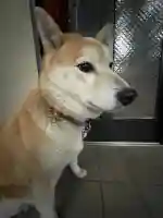 笠䅣稲荷神社(神奈川県)