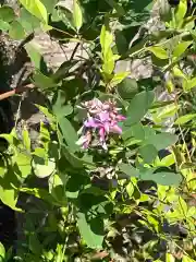 高麗神社の自然