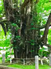 野木神社の自然