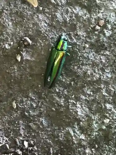 筑波山神社の動物